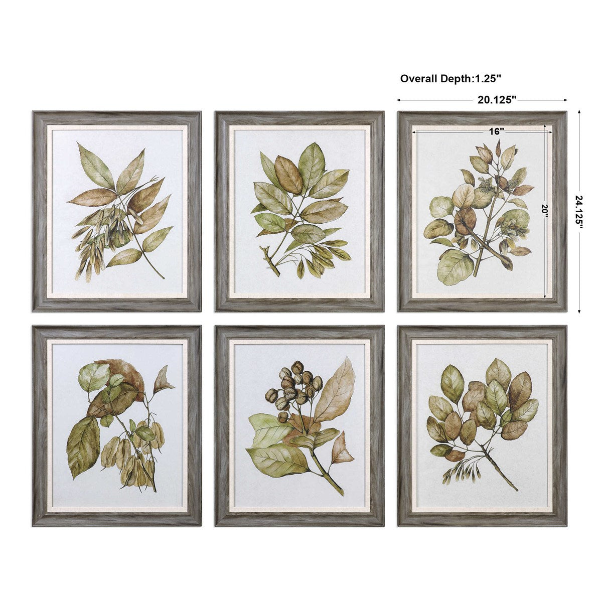 Uttermost Seedlings Botanical Set of 6 Framed Prints - Image 3
