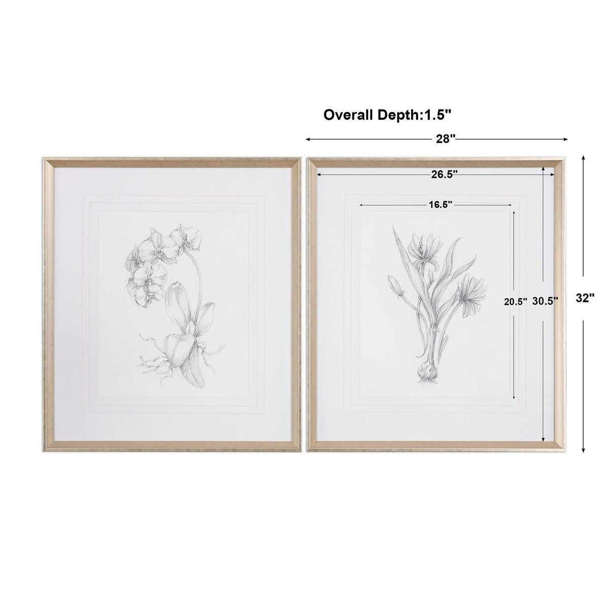 Uttermost Botanical Sketches Set of 2 Framed Prints - Image 3