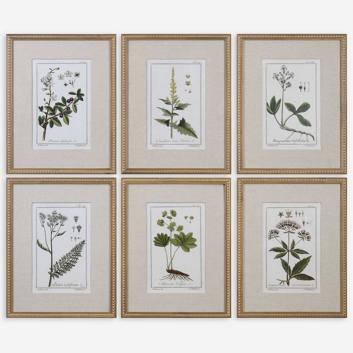 Uttermost Green Floral Botanical Study Set of 6 Framed Prints - Image 2