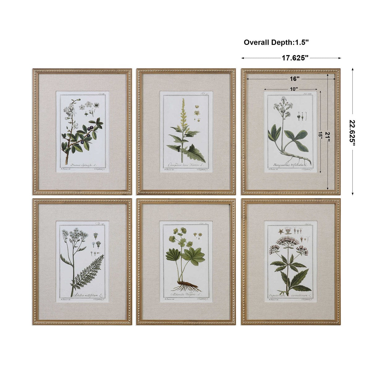 Uttermost Green Floral Botanical Study Set of 6 Framed Prints - Image 3