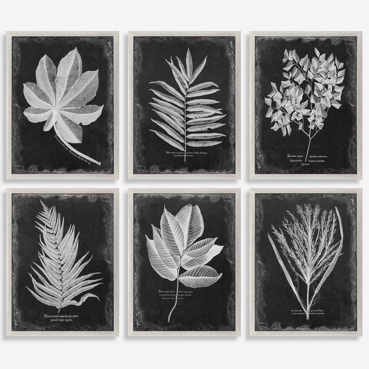 Uttermost Foliage Botanical Black and White Set of 6 Framed Prints - Image 2