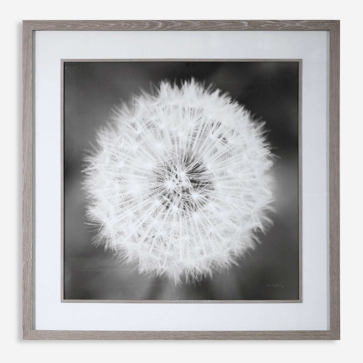 Uttermost Dandelion Seedhead Black and White Framed Print - Image 2