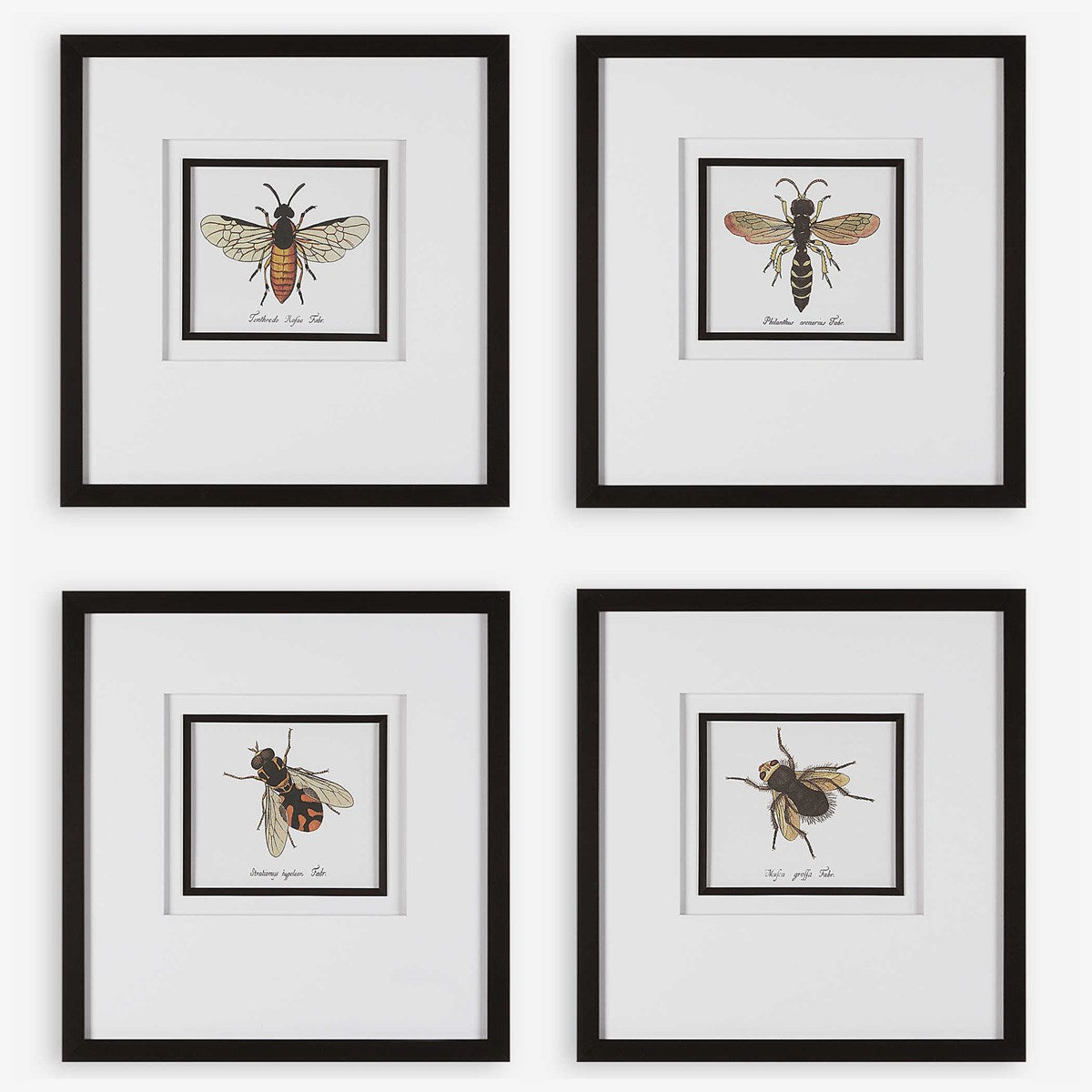 Uttermost Anthophila Bee Set of 4 Framed Prints - Image 2