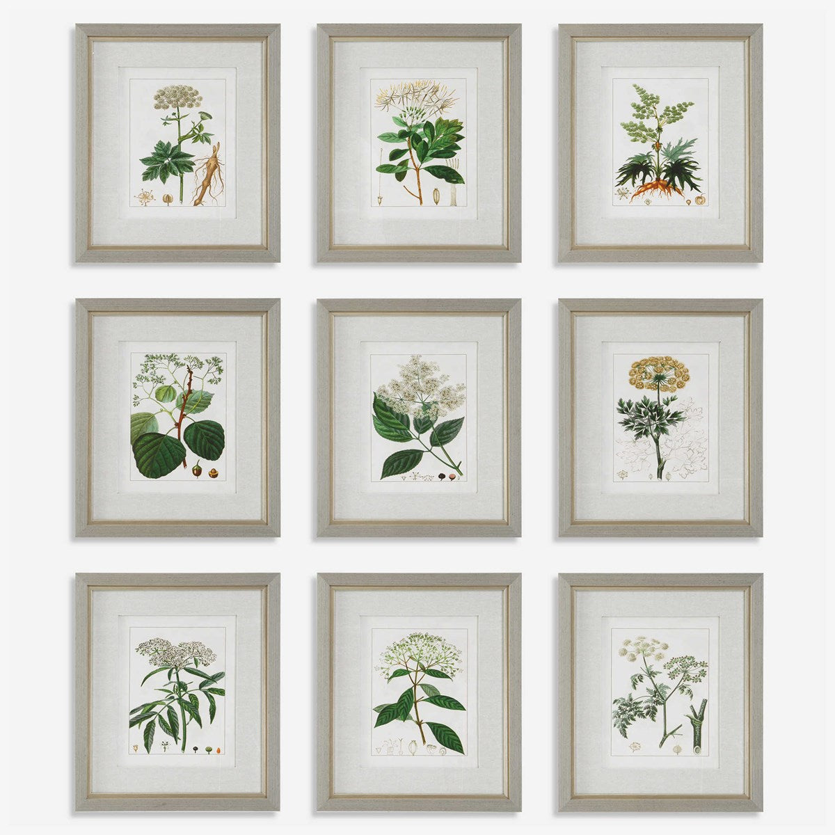 Uttermost Antique Botanicals Set of 9 Framed Prints