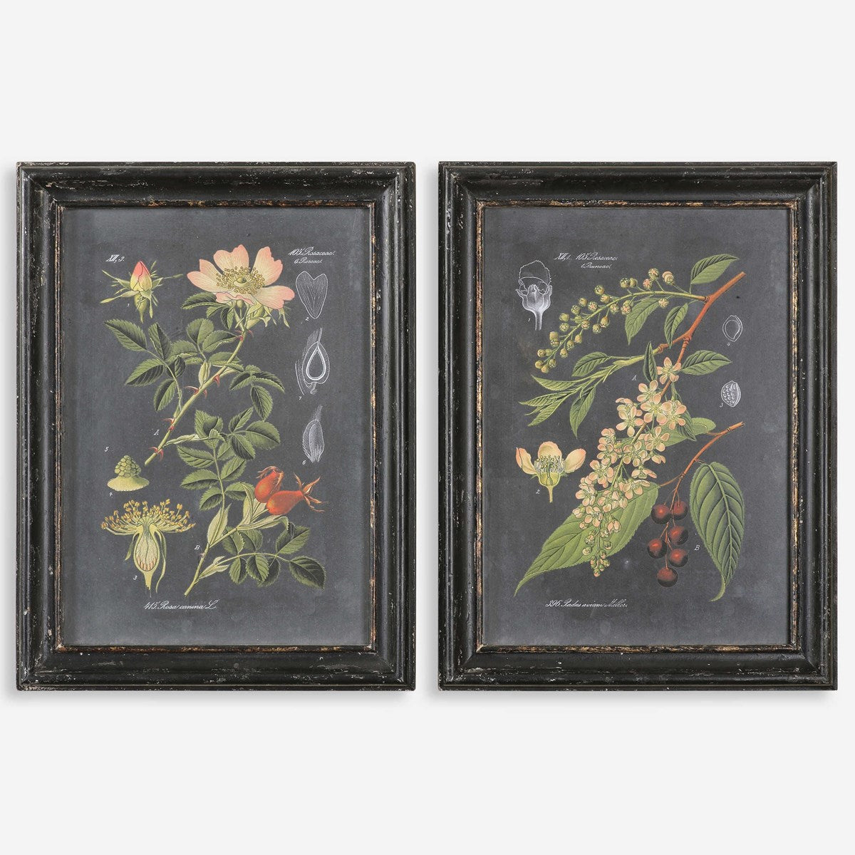 Uttermost Midnight Botanicals Set of 2 Framed Prints - Image 1