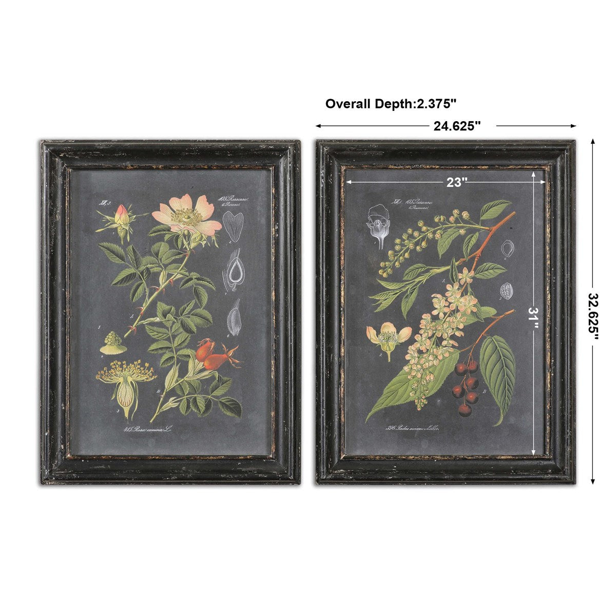 Uttermost Midnight Botanicals Set of 2 Framed Prints - Image 3