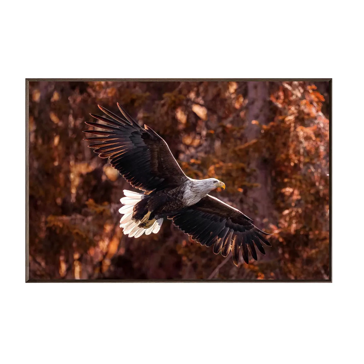 Crestview Collection Wings Of Freedom Wall Art - Image 1