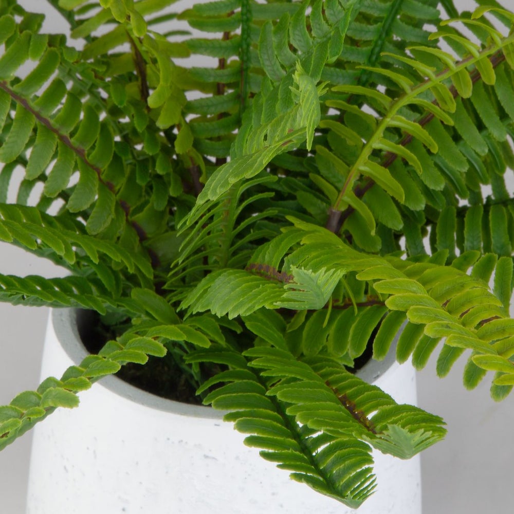 Uttermost Boston Fern Accent Botanicals - Image 3