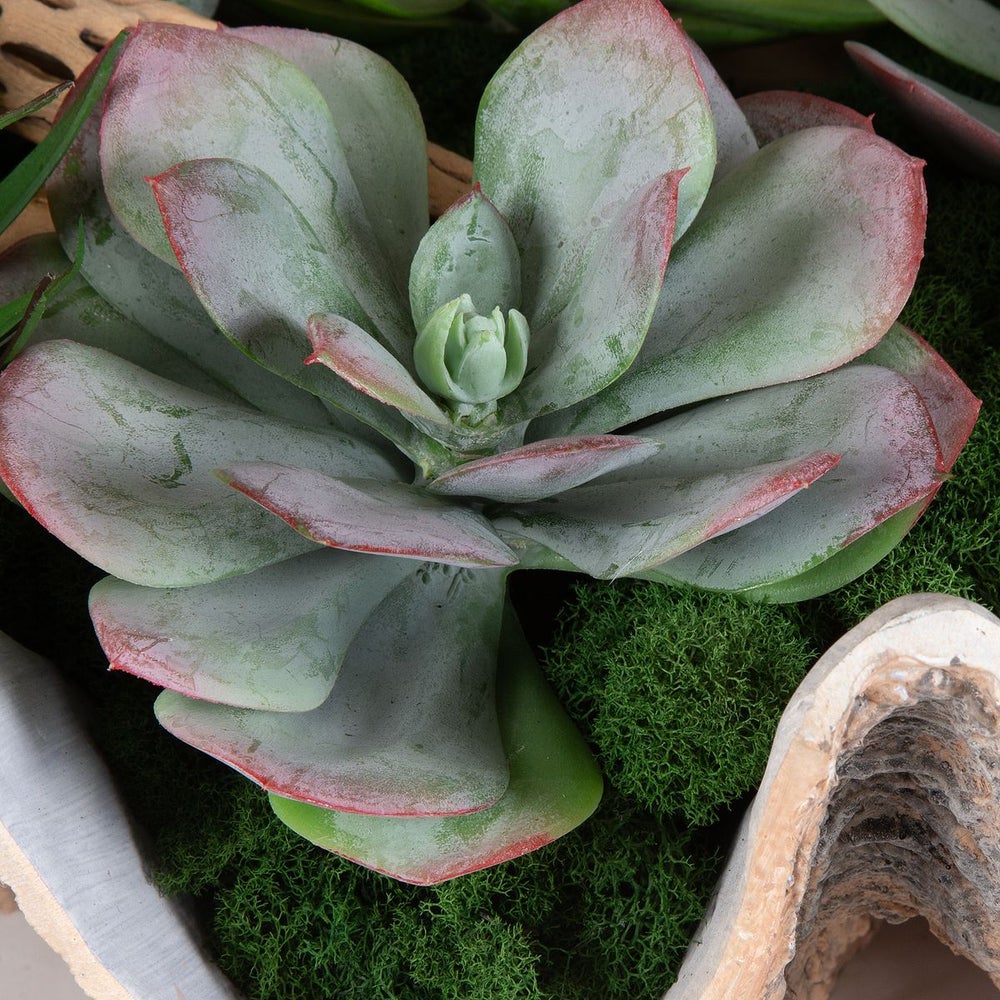 Uttermost Seaside Breeze Succulents Botanicals - Image 2