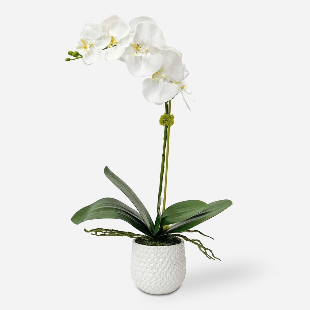 Uttermost Cami Orchid Botanicals - Image 2