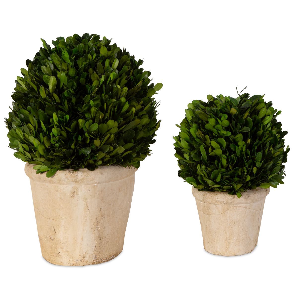 Uttermost Preserved Boxwood Oval Domes, Set Of Two Botanicals - Image 3