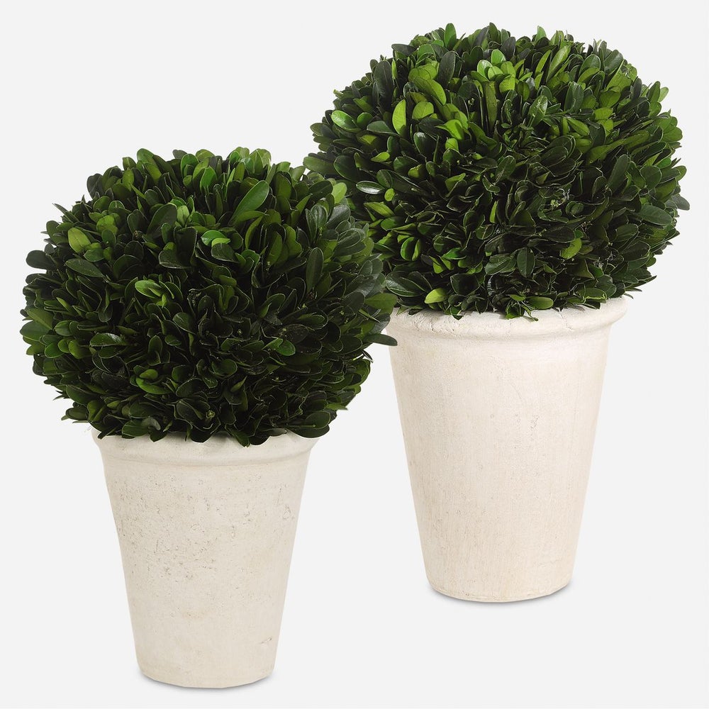 Uttermost Preserved Boxwood Domes, Set Of Two Botanicals - Image 1