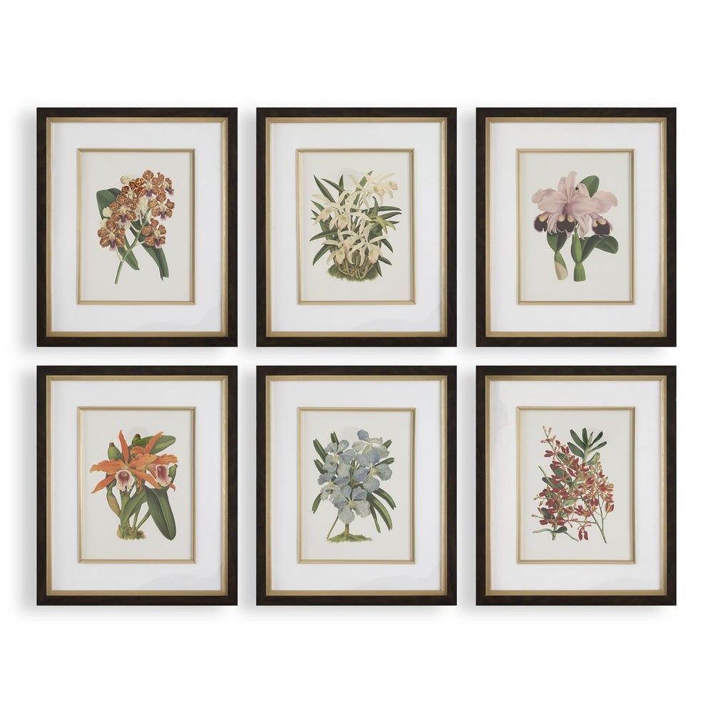 Uttermost Orchid Botanical Framed Prints ~ Set Of 6 - Image 2