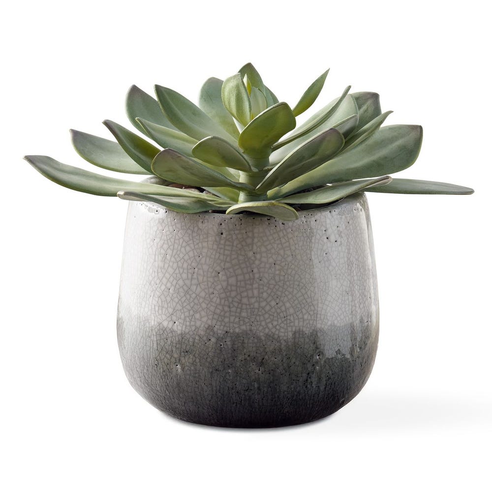 Uttermost Dudleya Succulent ~ Indoor And Outdoor Use - Image 3