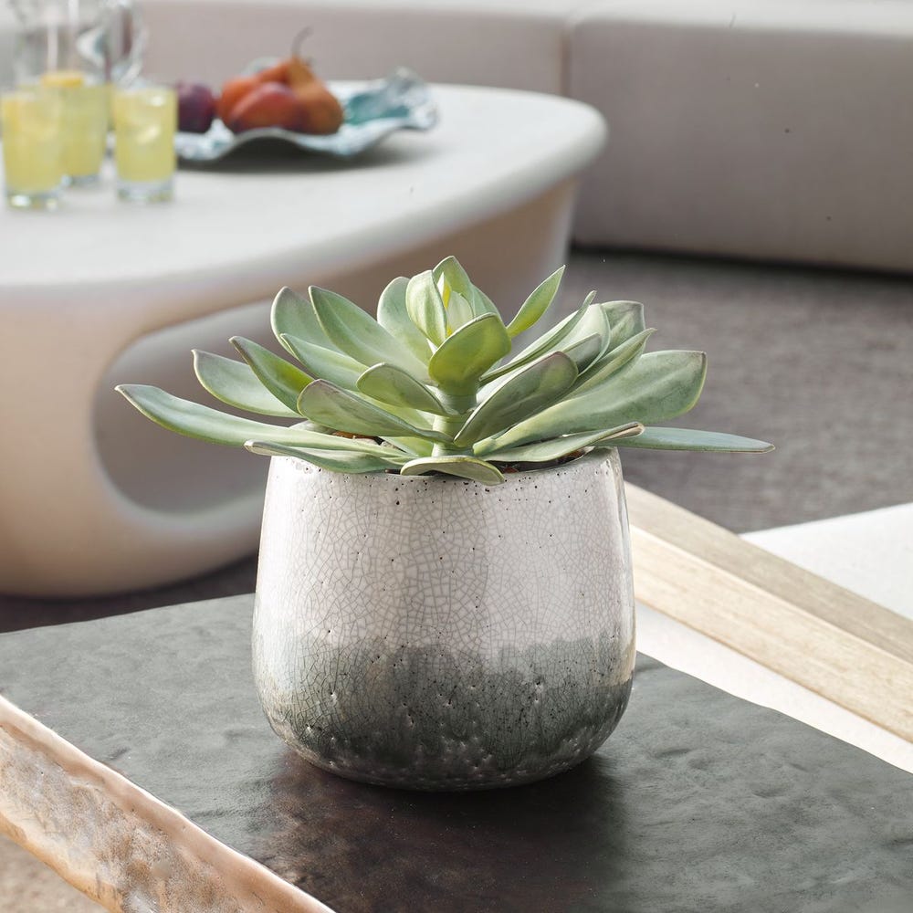 Uttermost Dudleya Succulent ~ Indoor And Outdoor Use - Image 1