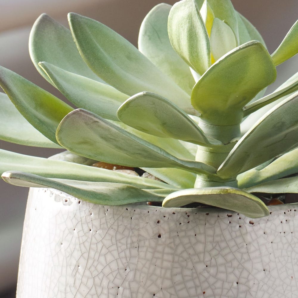 Uttermost Dudleya Succulent ~ Indoor And Outdoor Use - Image 2