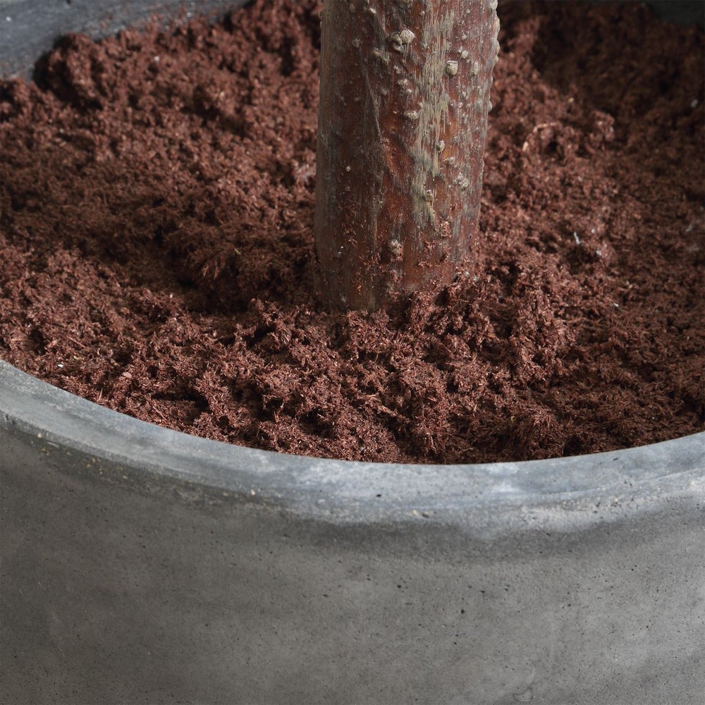 Uttermost Eden Fig Tree In Charcoal Black Concrete Pot - Image 3