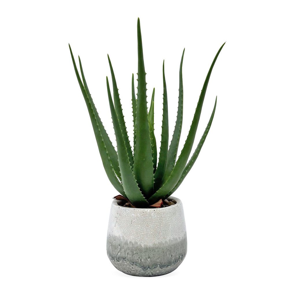 Uttermost Veranda Aloe Accent ~ Indoor And Outdoor Use - Image 1